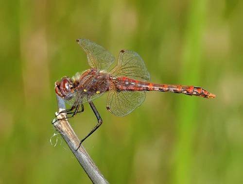 Male
2011_07_08_CO
